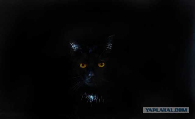 Нашел кошку