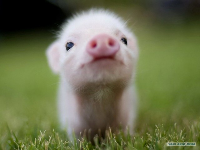 Когда случаются "бзябзики"