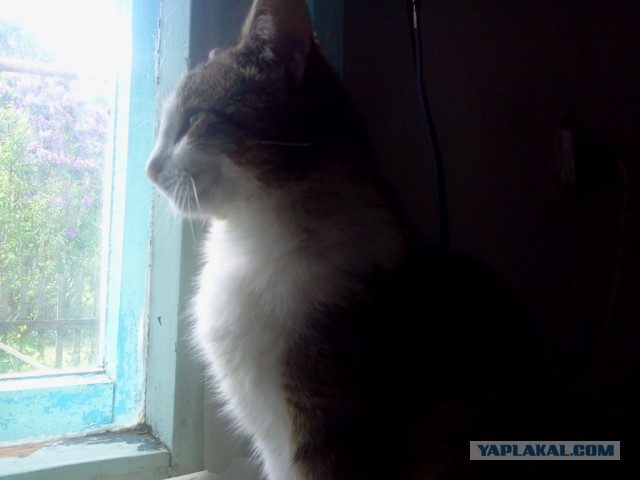 Котовторник