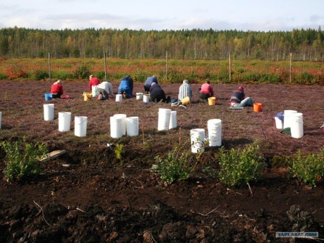 Развесистая клюква