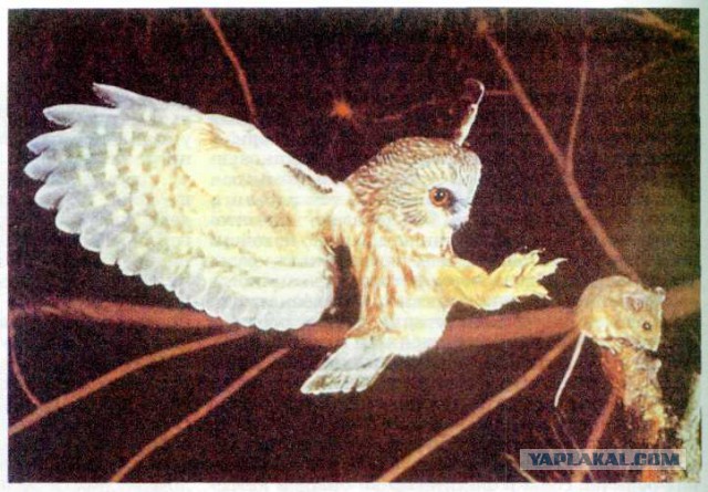 Для фанатов Короля и Шута