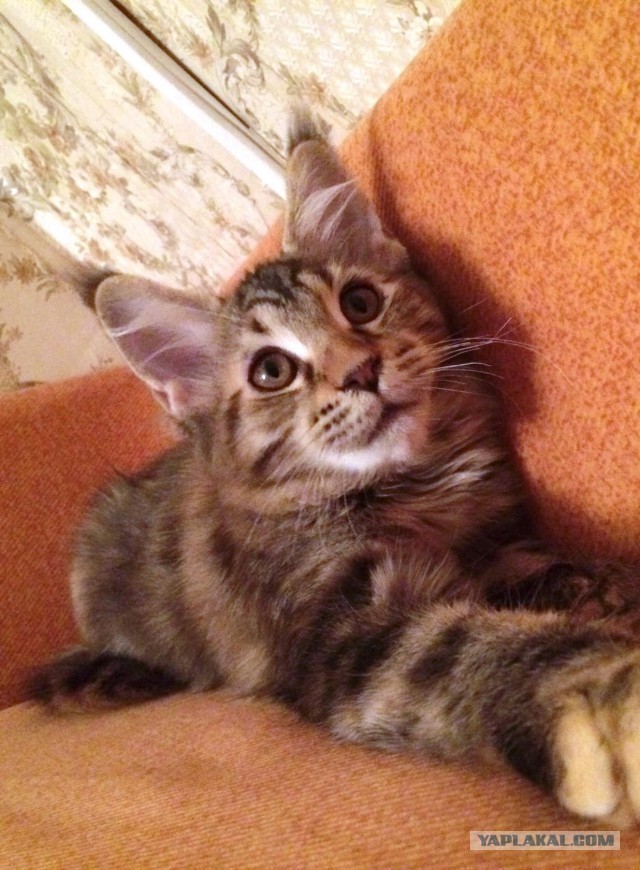 Котовторник 13.10.2015