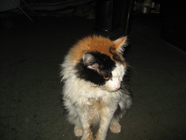 Пост невероятной кошачьей красоты. 25 фот.