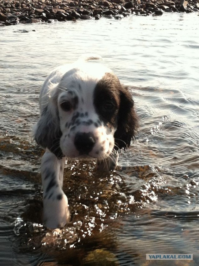 Собакочетверг