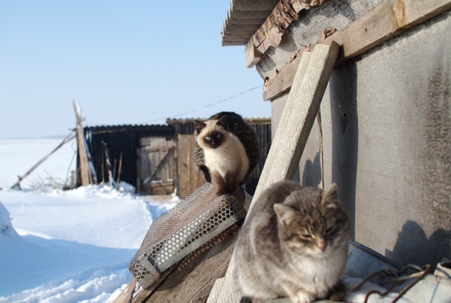 Деревенские коты