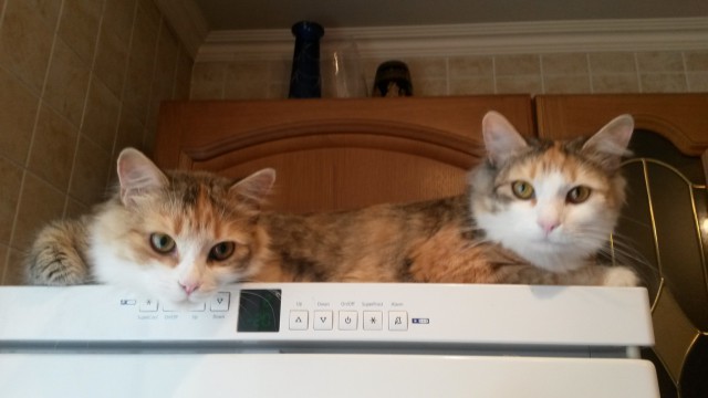 Выборка фотогеничных котэнов