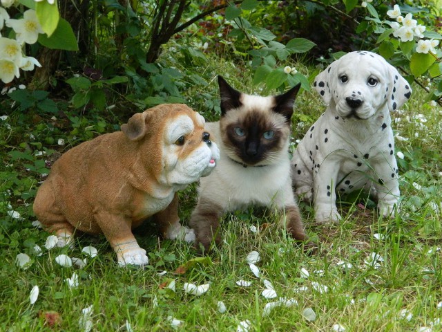 Коты из сети