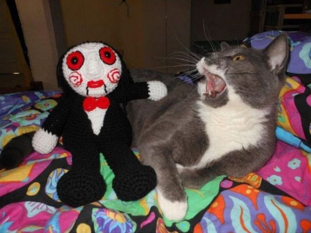 Коты и Кошки