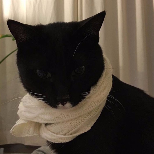 Коты и Кошки