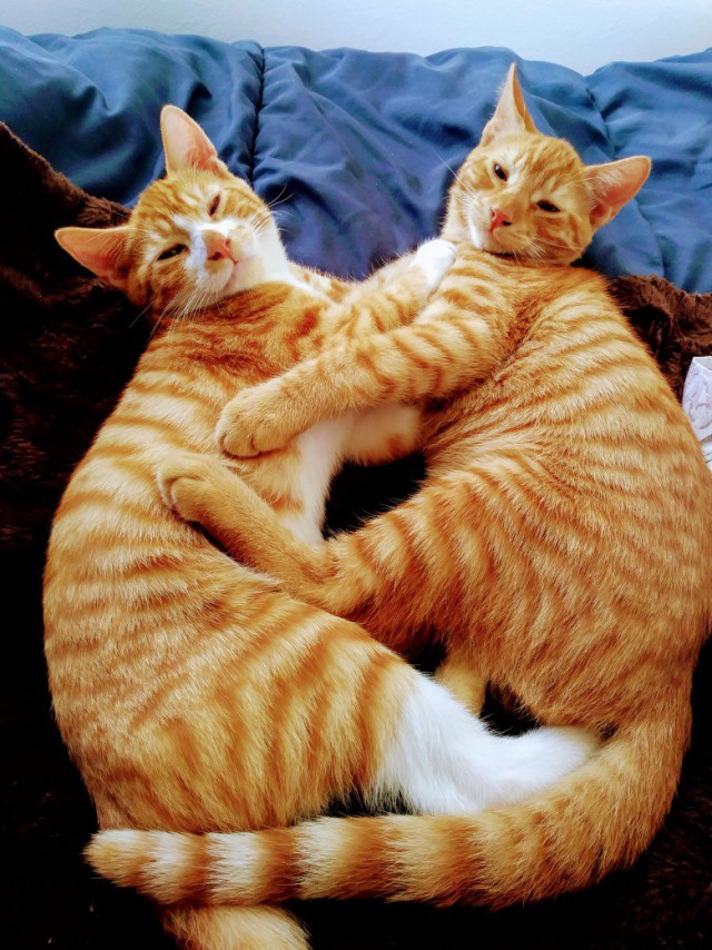 Коты и Кошки