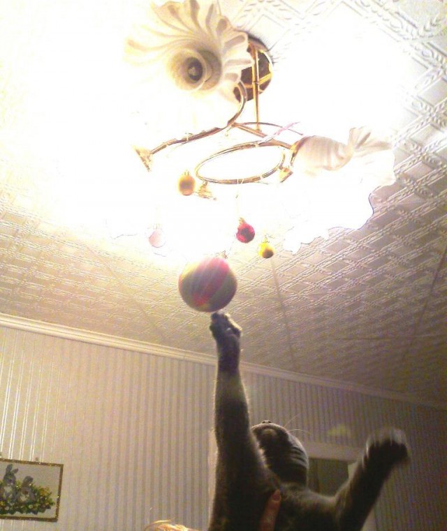 Котовторник 9.01.2018