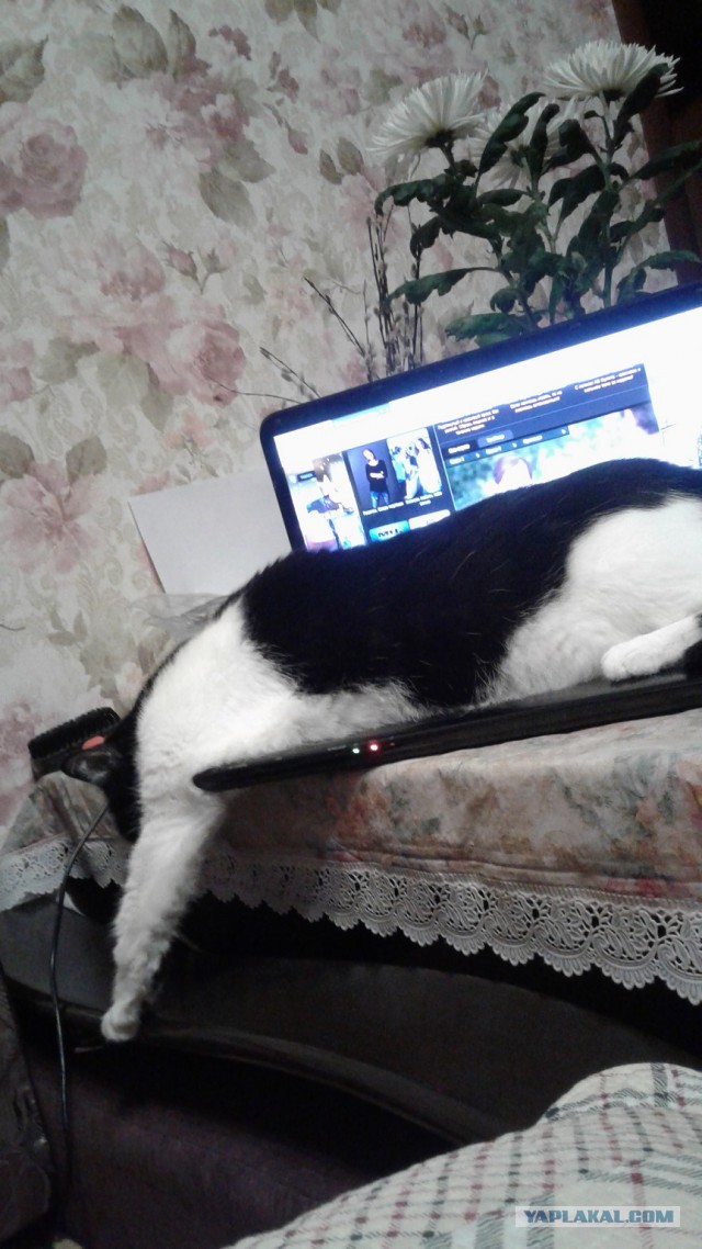 Котовторник 20.02.18