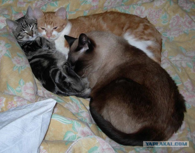 Коты застигнутые врасплох