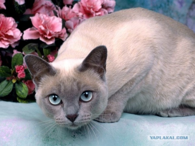Котовторник на ЯПлакалъ
