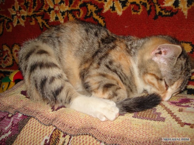 Котовторник - С праздником, котоводы!
