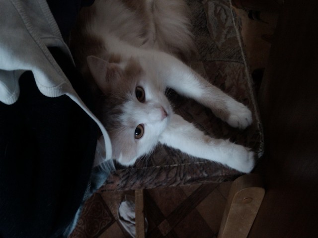 Котовторник уже сегодня!