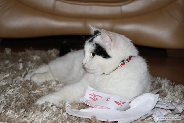 Котовторник  07.06.11
