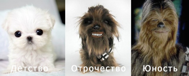 Боевая машина смерти