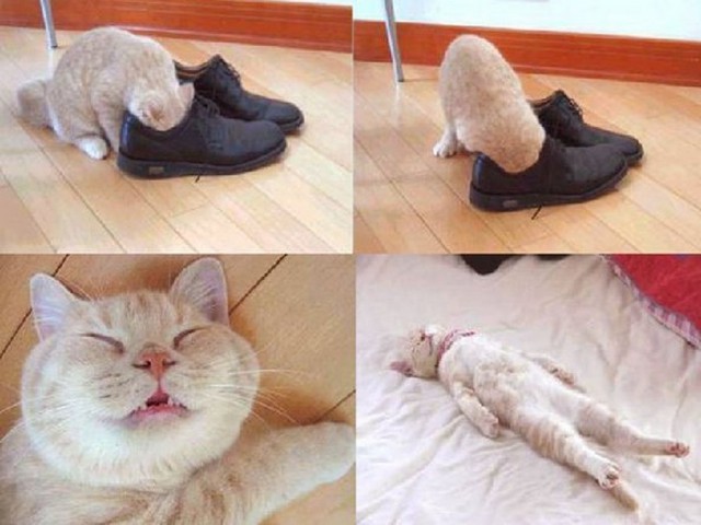 Для чего созданы коты
