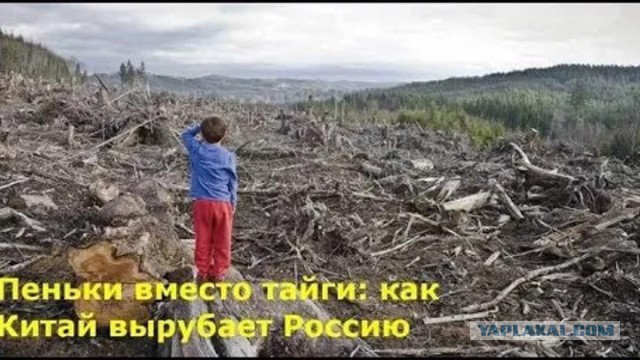 "У нас скоро лесов не останется": Путин призвал навести порядок в "криминализованном" лесном вопросе