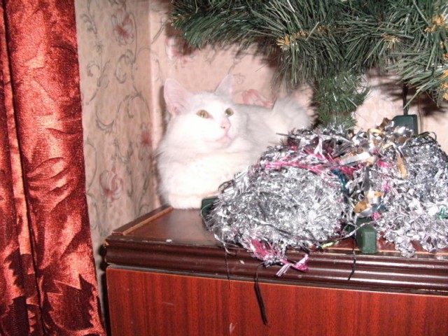 Котовторник! 13.03.2012