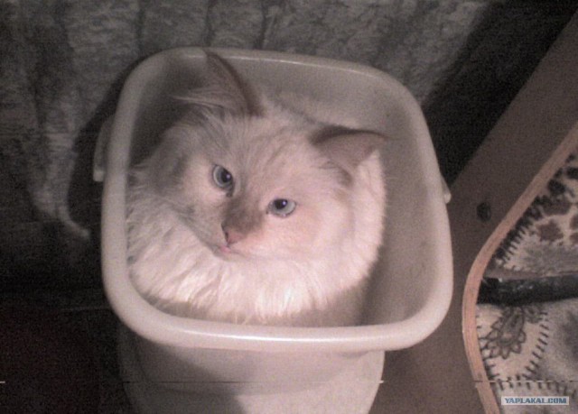 Котовторник 20.03.2012