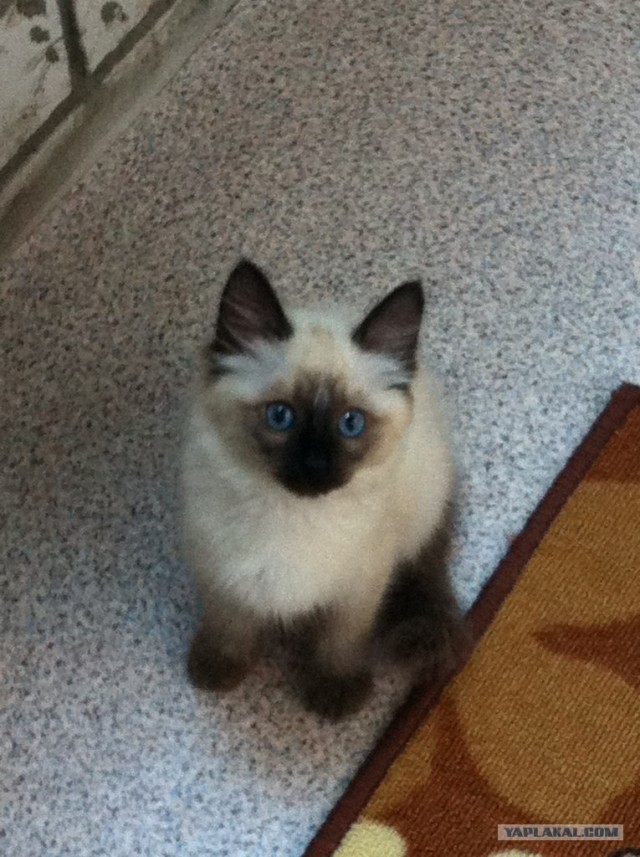 Котовторник 10. 07. 2012