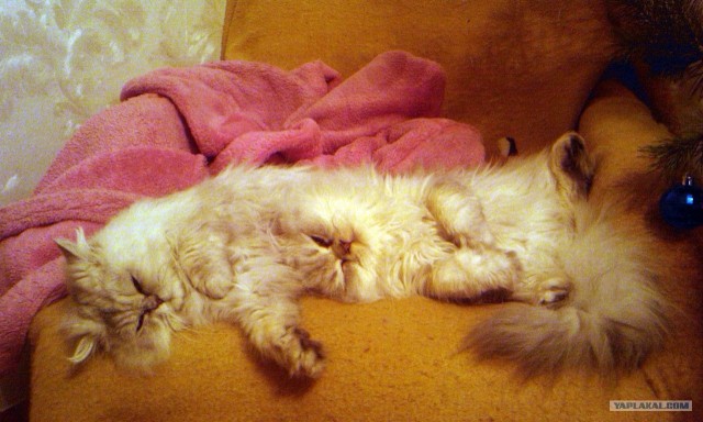 Котовторник  16.10.12