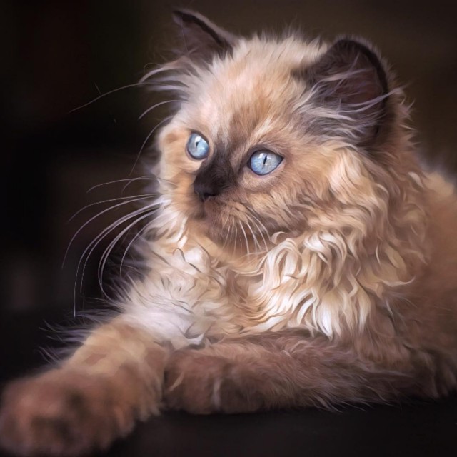 Милые животные. Мимиметр сломался