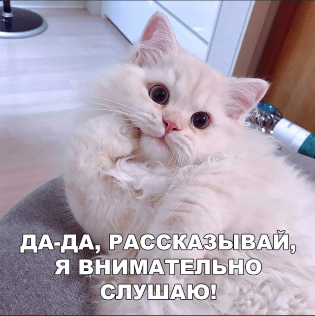 Забавные фото котеек