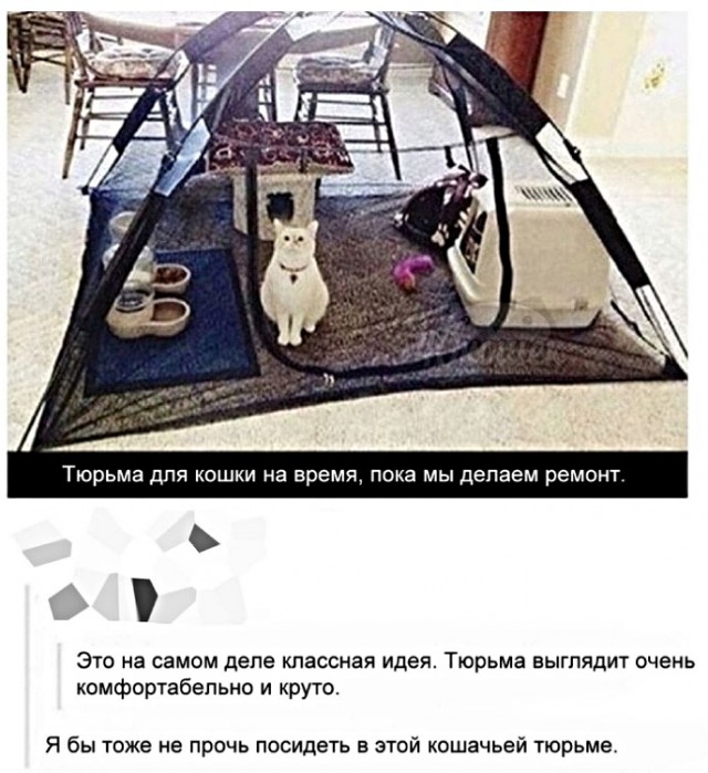 Картинки с котами и про котов