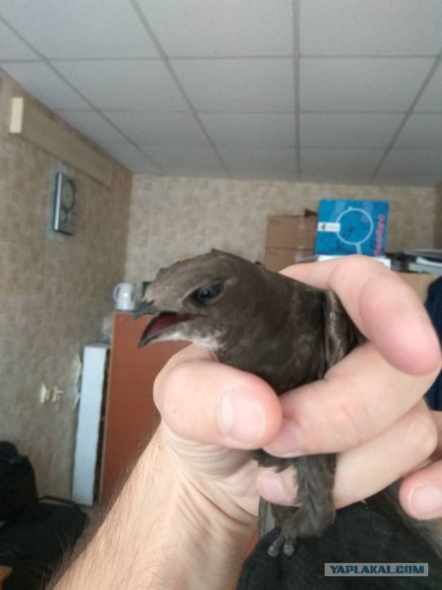 Потрогать птенца