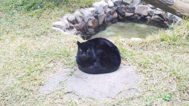 Дикий котовторник 16.07.19