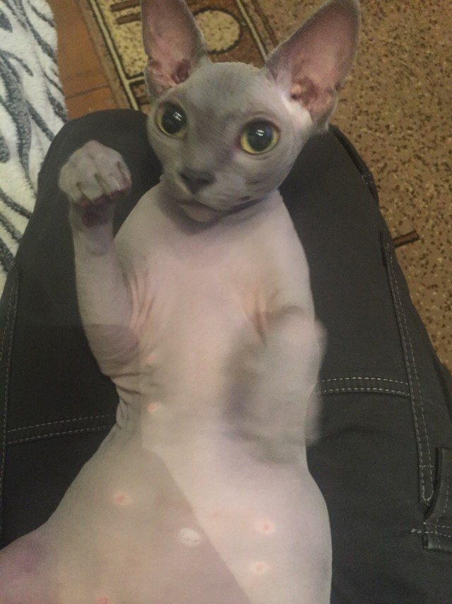 Забавные фото котеек