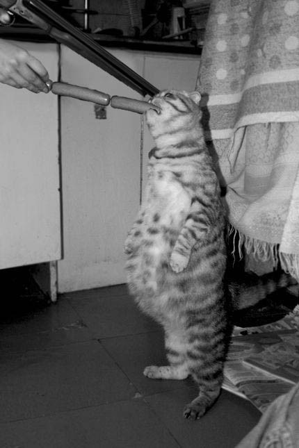 Кормим кота с рук