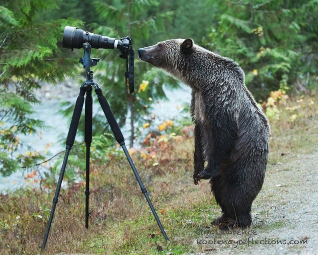 Пост шедевральной милоты: как любопытные животные мешают фотографам