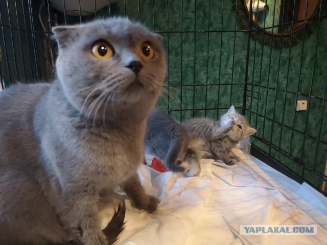 Жизнь домашнего приюта "Котоленд" 271