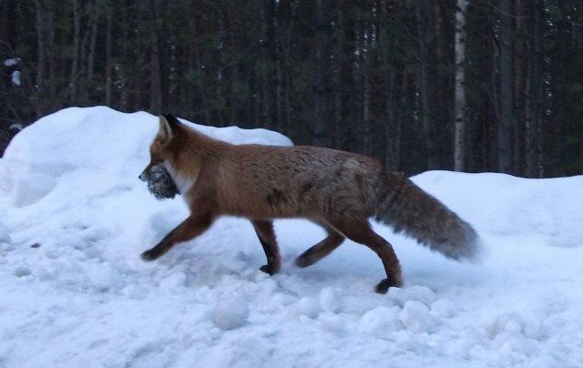 Сижу такой ловлю рыбу