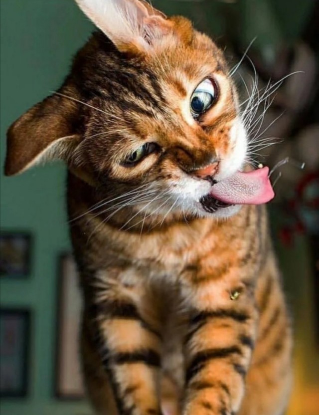 Хоба! Котовторник!