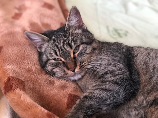 Котовторник. Февраль
