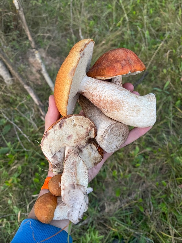 Грибочки