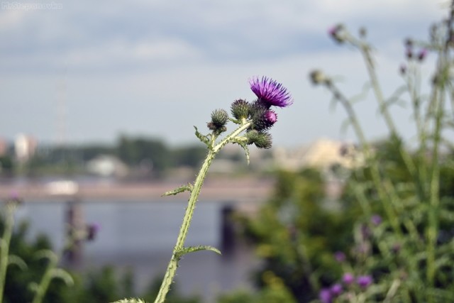 Поездка в Выборг