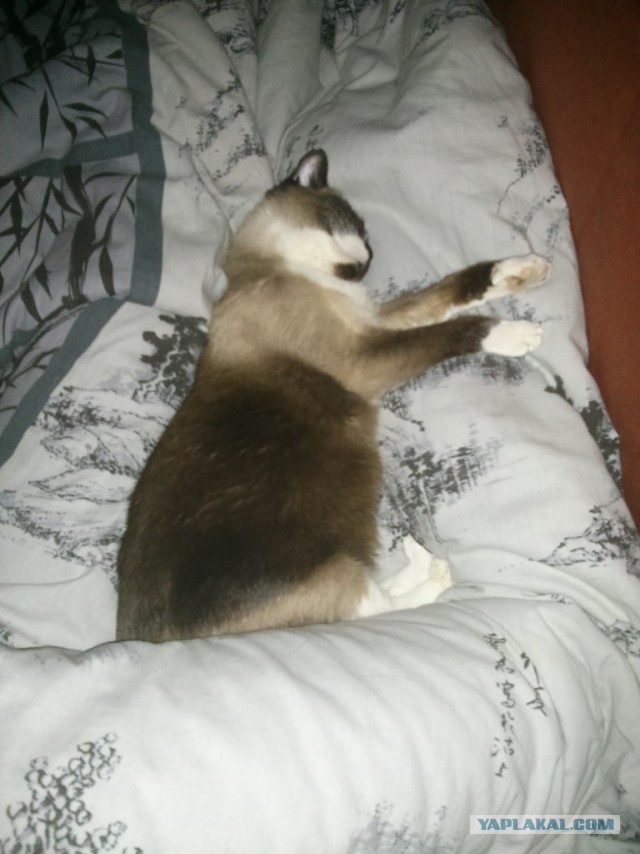 А как вы спите с котиком?