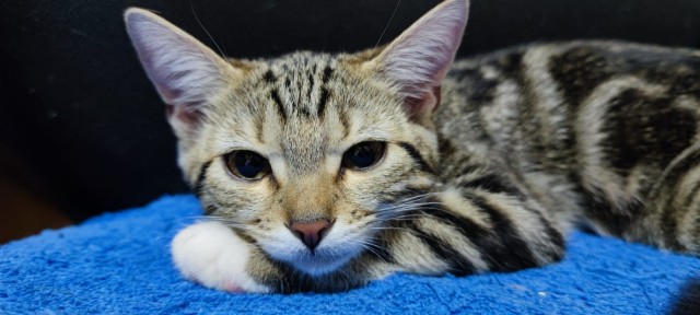Котовторнику посвящается