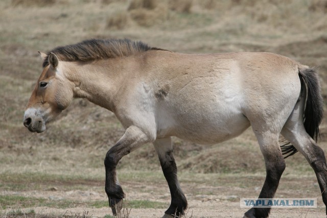 В Монголию на мотоциклах 2006