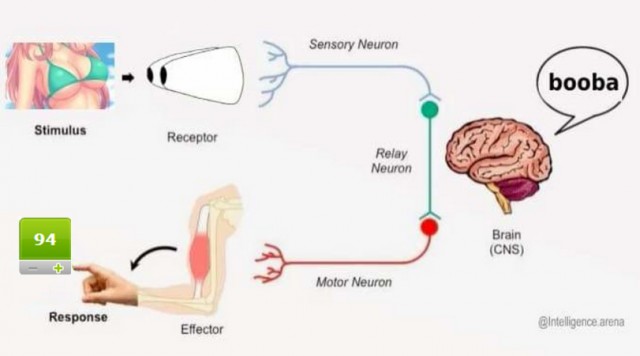 Схема работы мозга