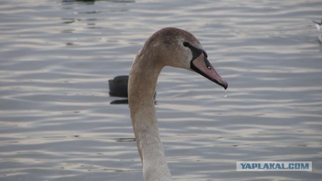 Крым в феврале или "Не стреляйте в белых лебедей!"