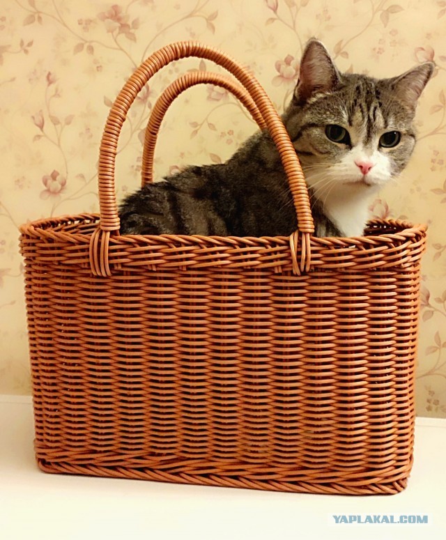 Котовторнику посвящается-Подобрашка