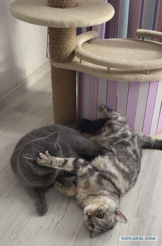 Жили-были коты