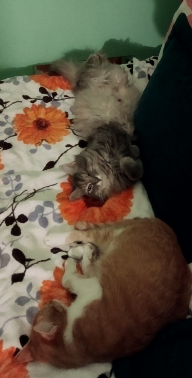Мой котовторник
